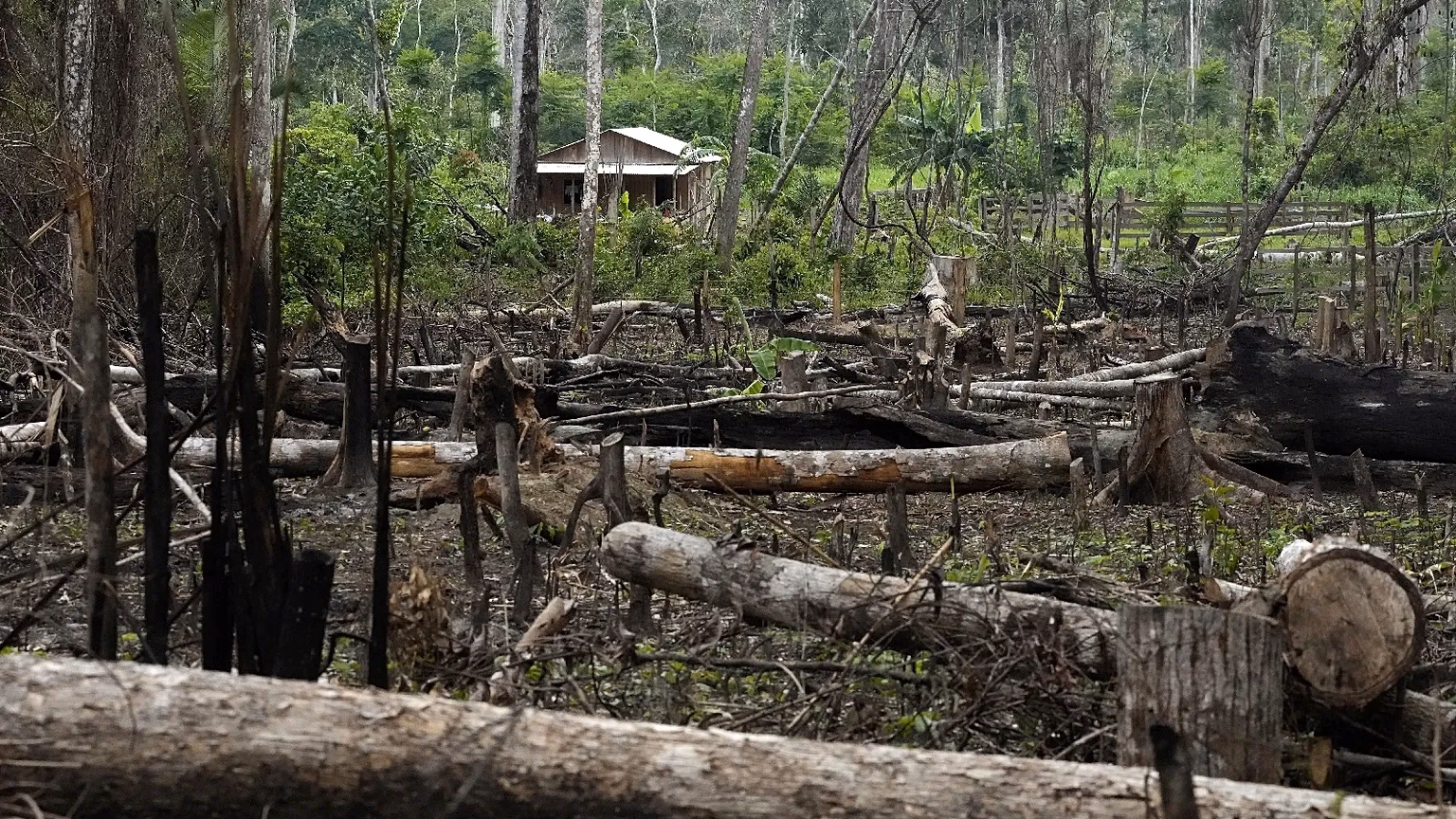 Will EU rules help reduce global deforestation?