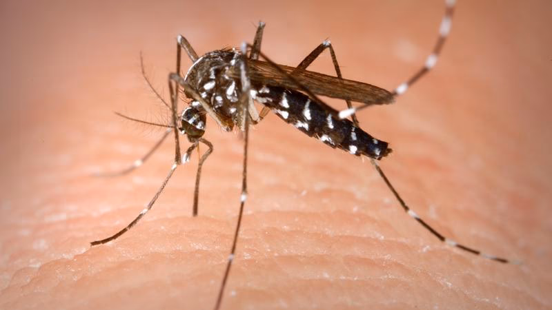 ¿Cómo se adaptan los mosquitos a las condiciones invernales?