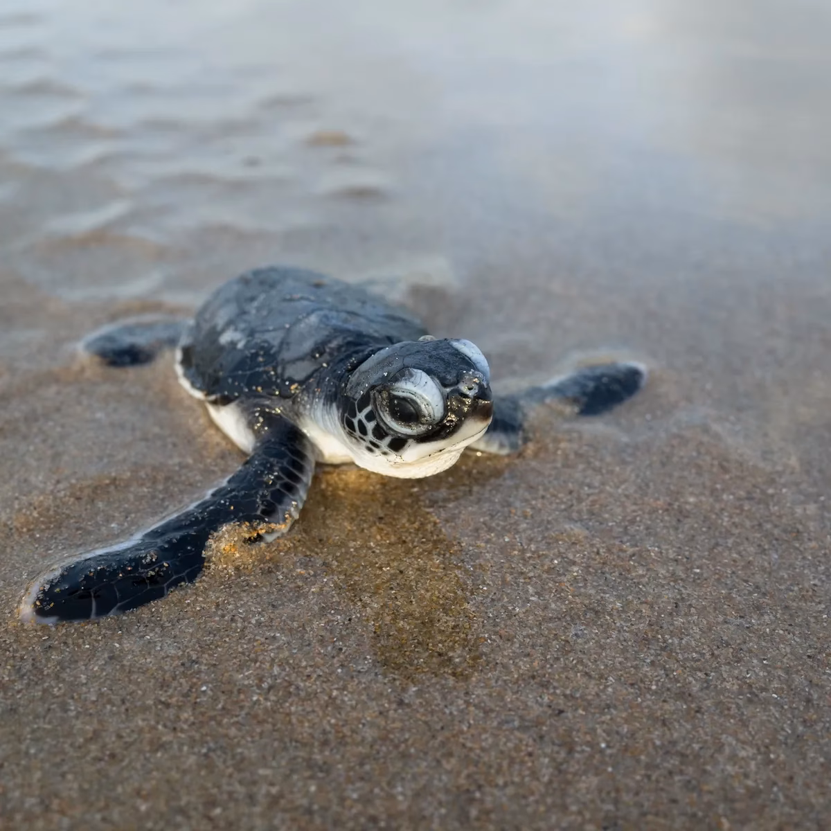 ¿Cuál fue la proporción de hembras en las tortugas más jóvenes?