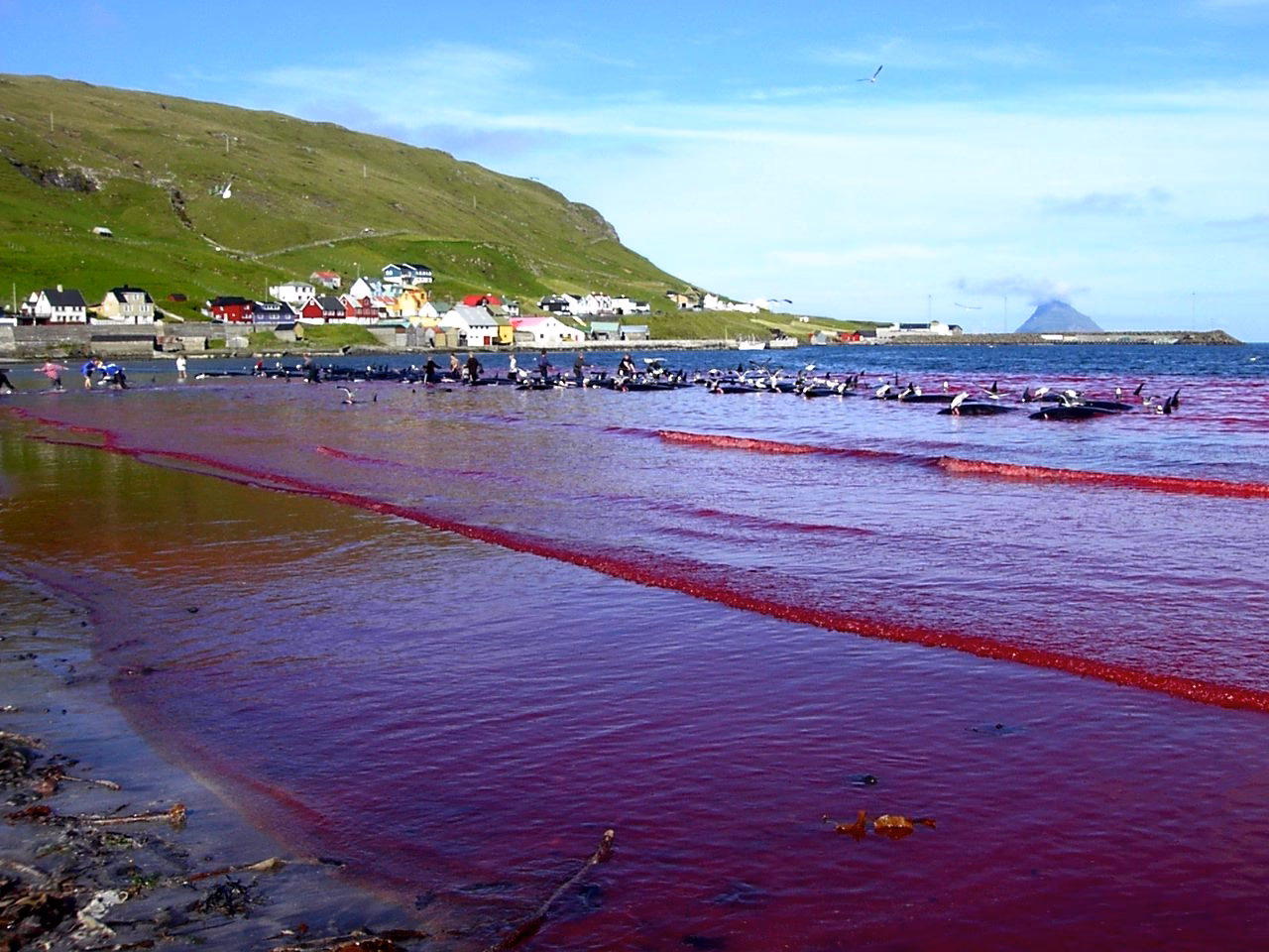 ¿Cuáles son las tradiciones que maltratan al medio ambiente?