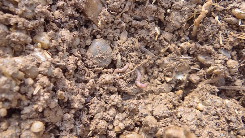 ¿Qué es la translocación de sustancias?