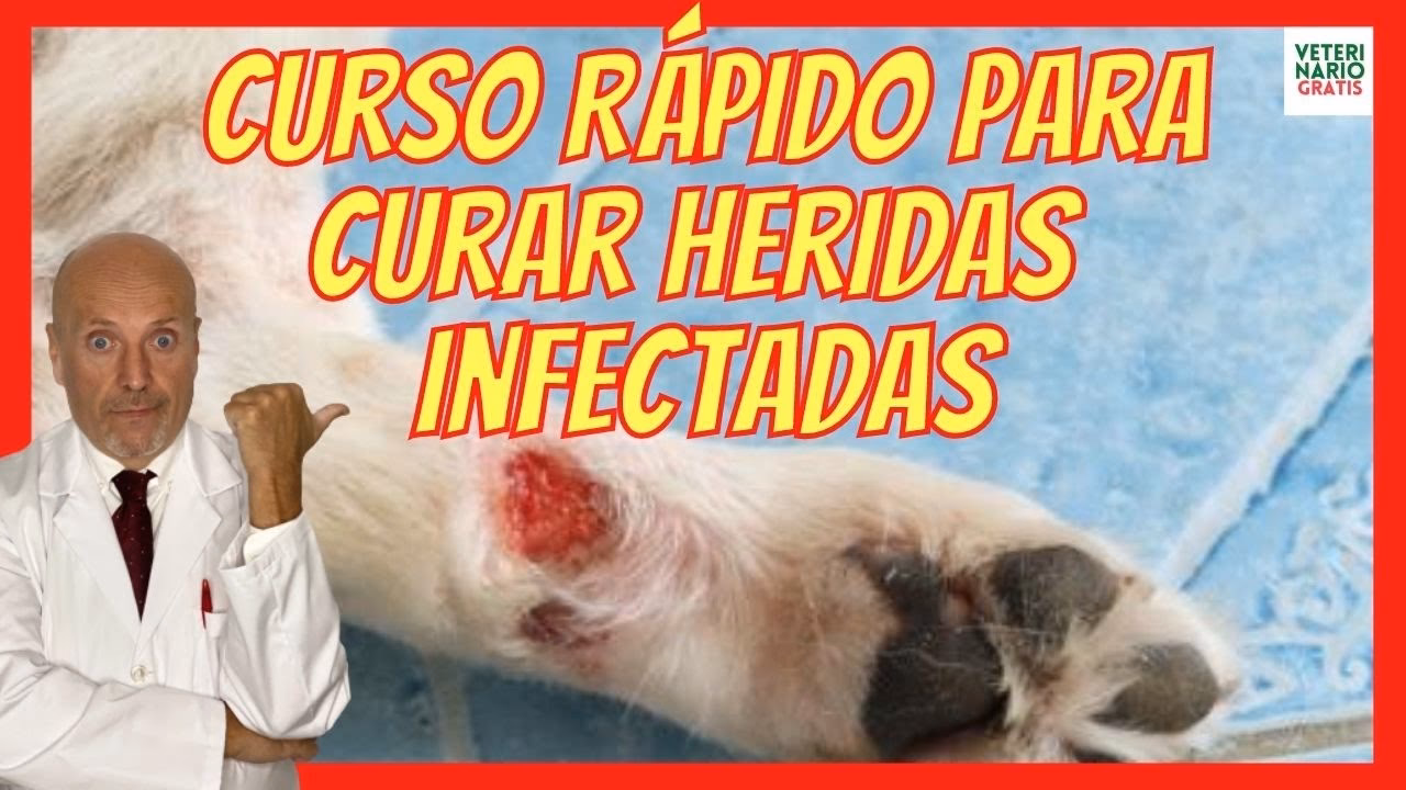 ¿Cuáles son los principios básicos para la cura de heridas en perros?