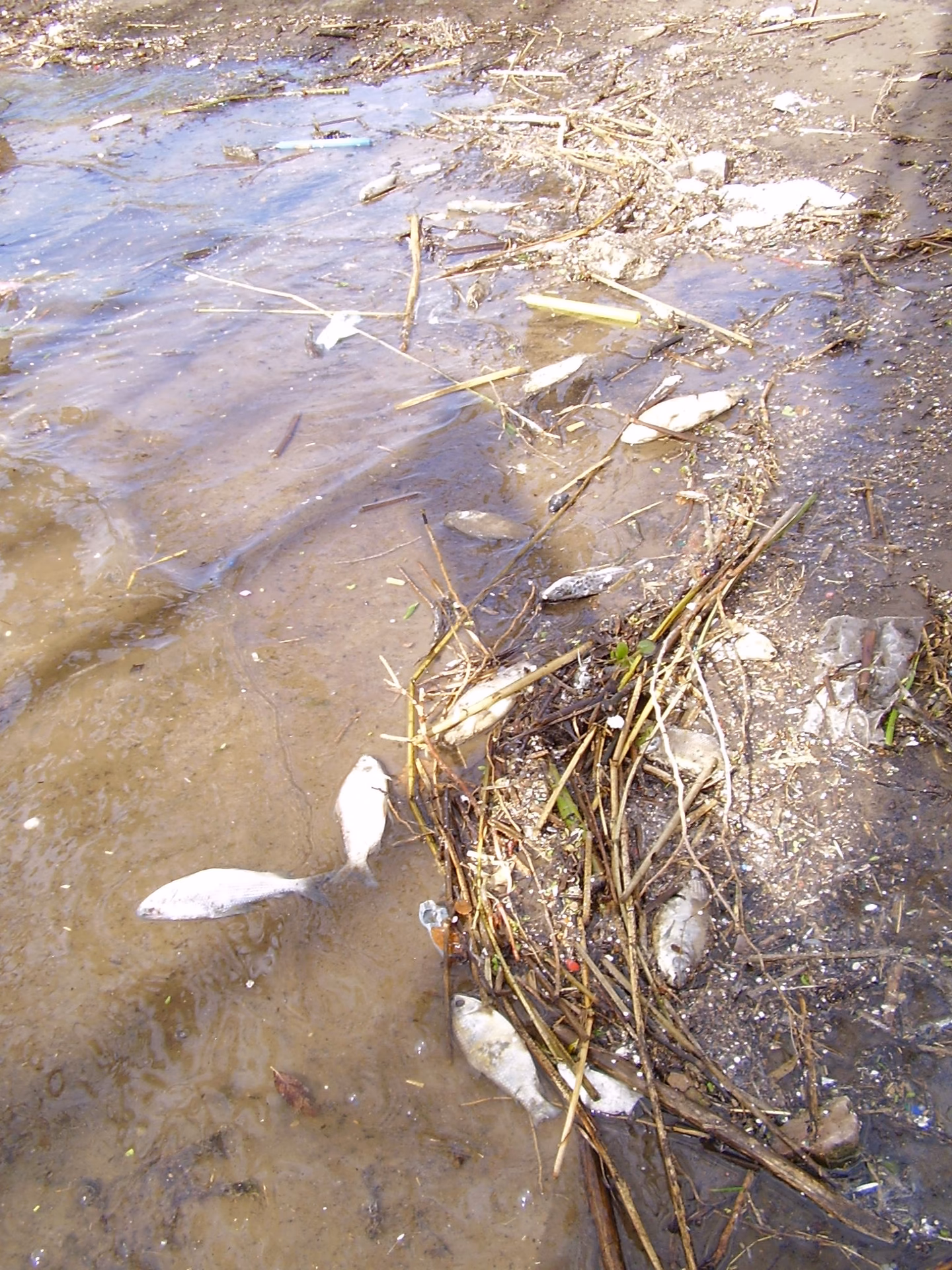 ¿Qué es el tratamiento de agua en el río Santiago?