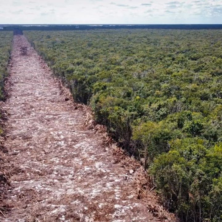 ¿Cuál es el impacto del Tren Maya?