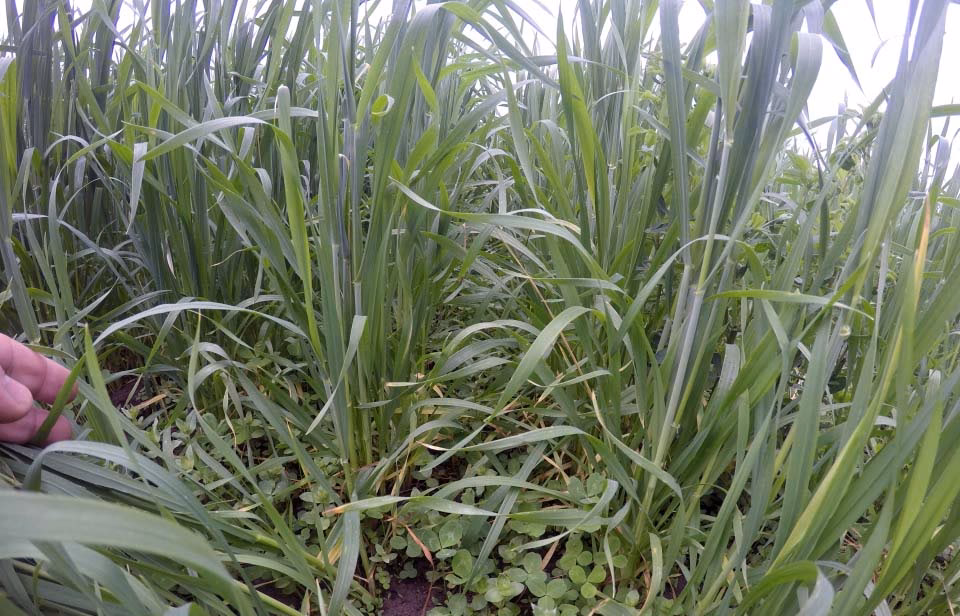 ¿Qué pesticidas hay en el trigo?