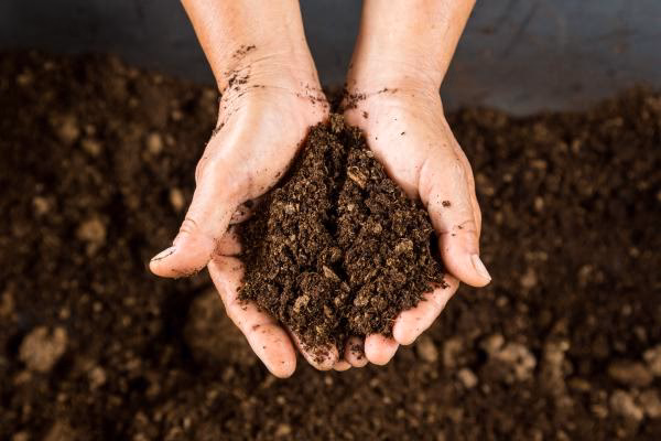 ¿Qué plantas agradecen el uso de turba negra?
