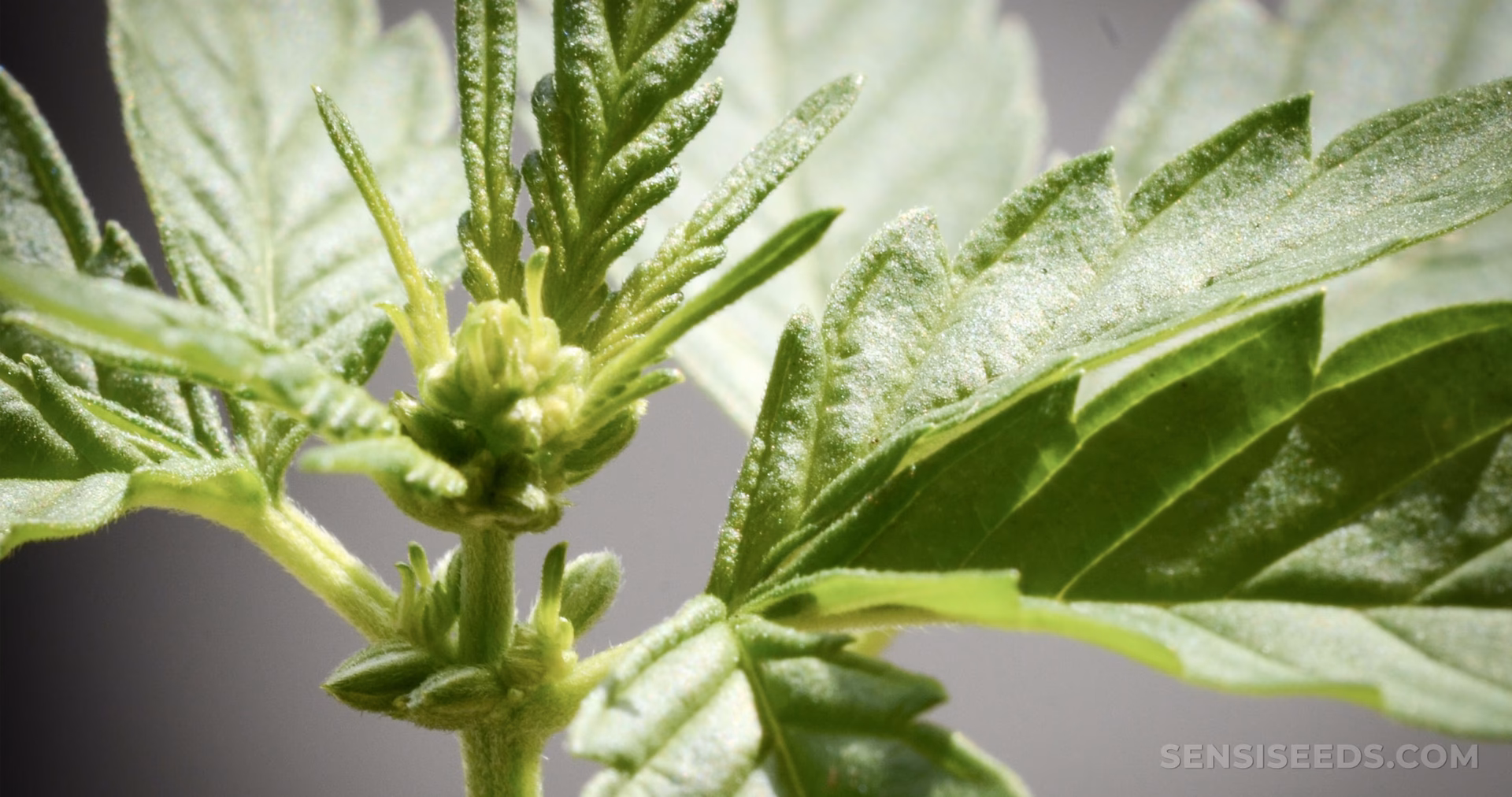 ¿Cuáles son los diferentes usos de las plantas de cannabis macho?
