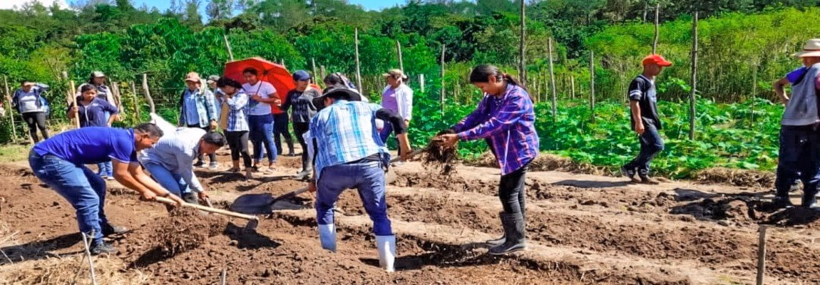 ¿Cuáles son los productos orgánicos que se cultivan en Honduras?