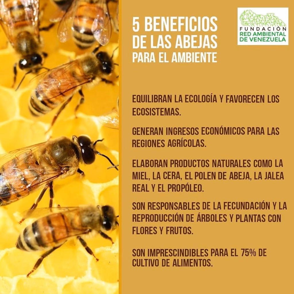 ¿Cuáles son los beneficios de vivir en Venezuela?