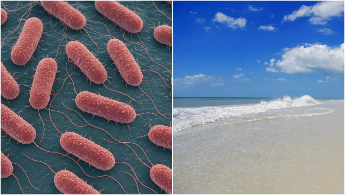 ¿Cómo afectan los vibrios en la naturaleza?