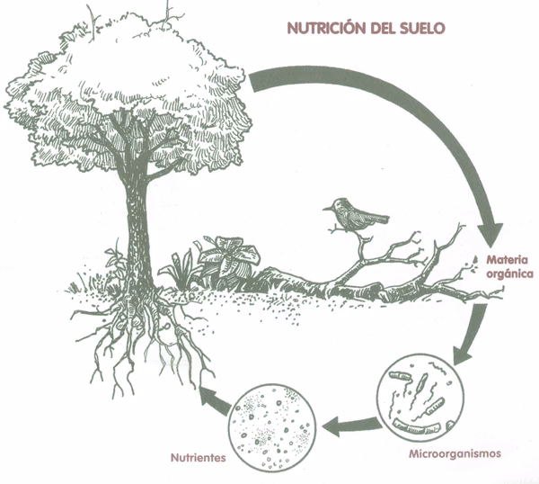¿Cuáles son las vitaminas necesarias durante el embarazo?