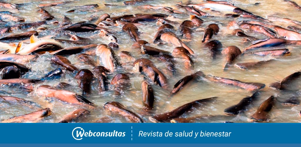 ¿Qué es el panga y para qué sirve?