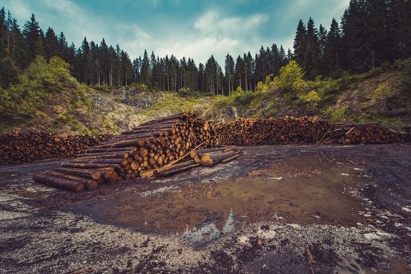 How does deforestation affect the world?