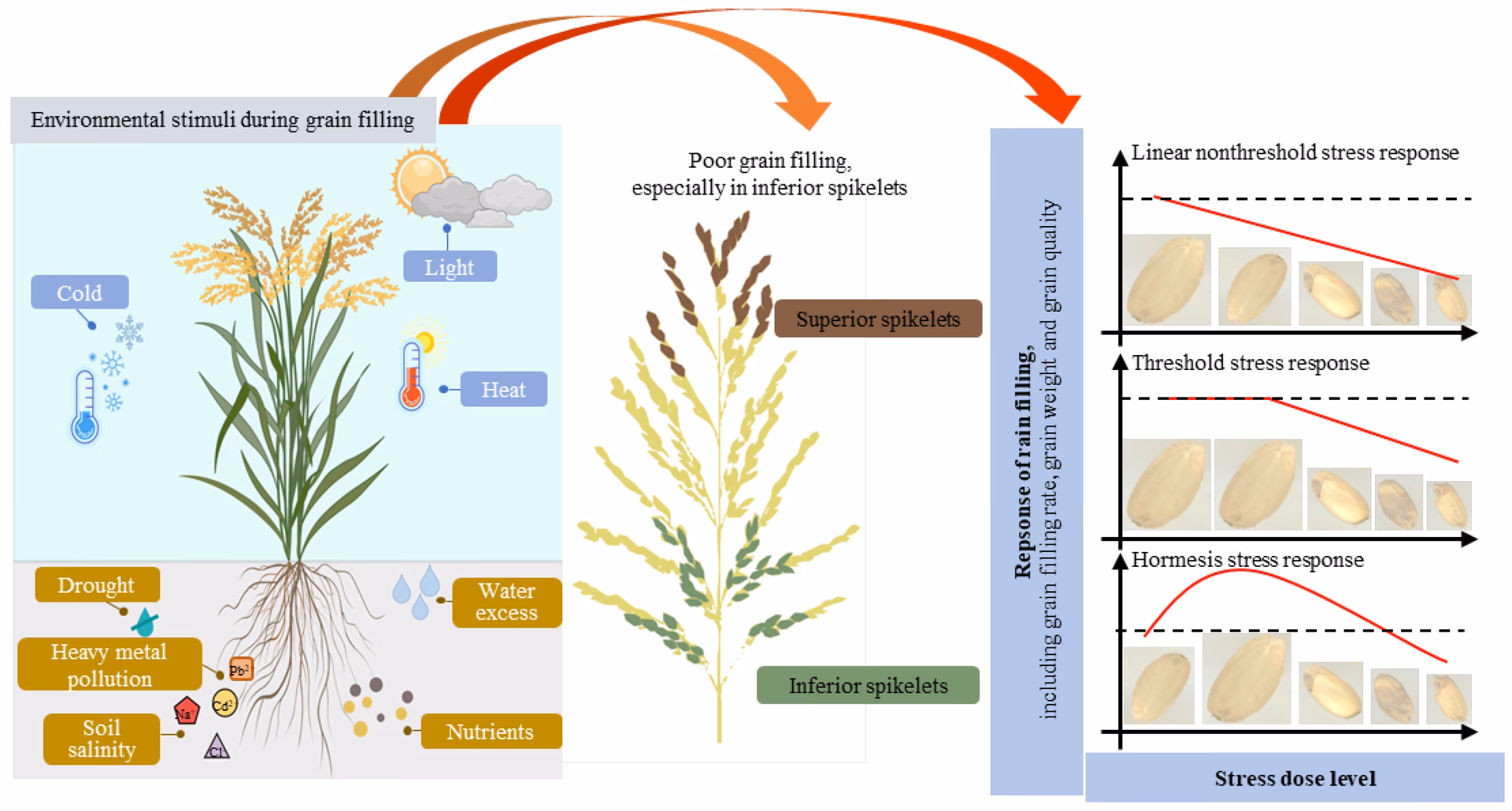 Do genotype-by-environment interactions affect grain yield in winter wheat?