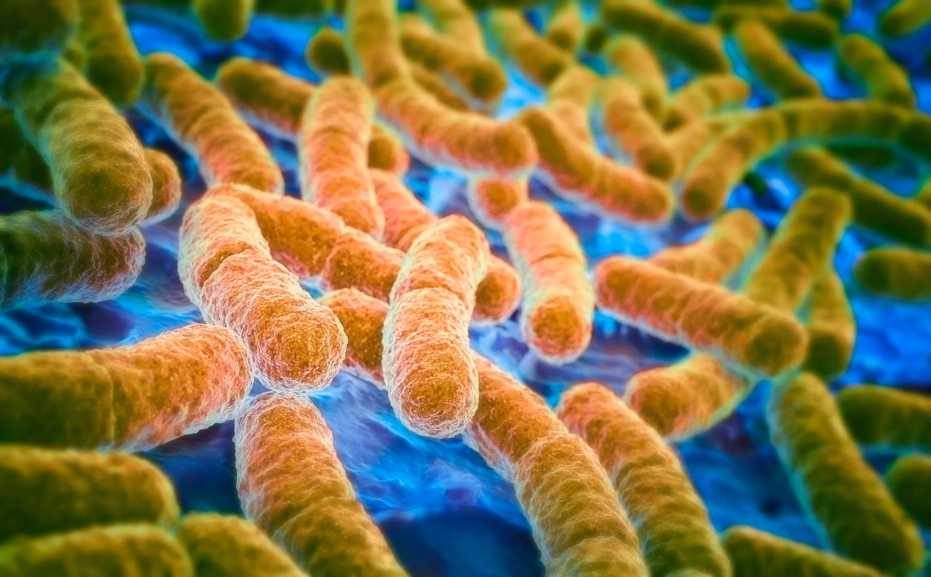 Which items carry the most bacteria?