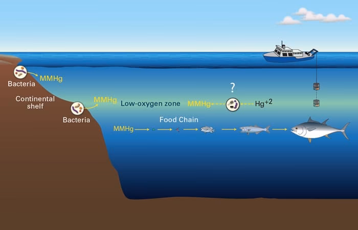 What is mercury contamination in marine and oceanic waters?