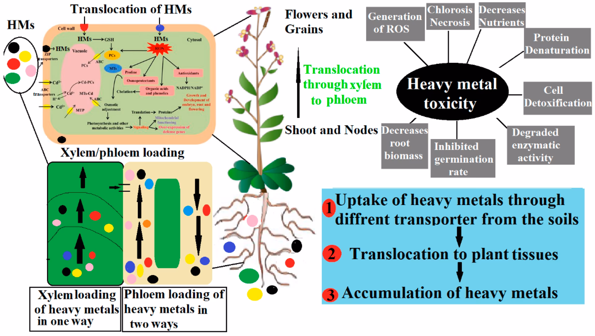 What are the mechanisms of phytoremediation of inorganic compounds by industrial crops?