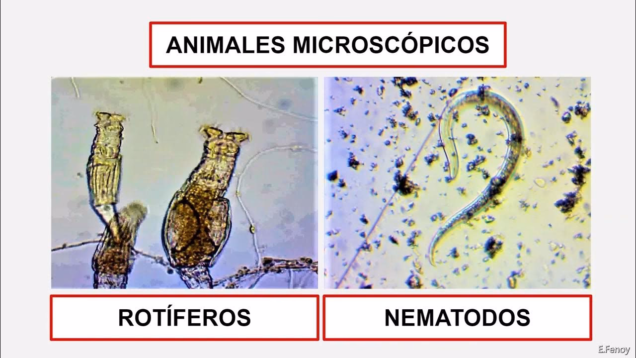 ¿Cómo se puede visualizar una gota de agua en el microscopio?