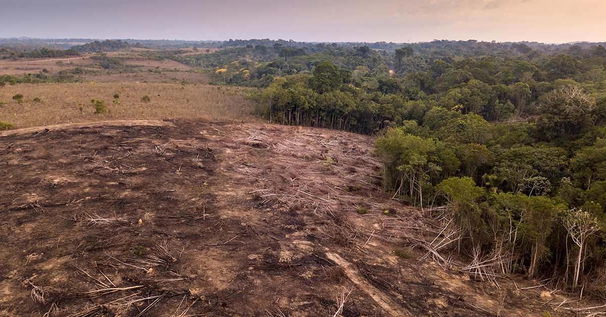 Can we end deforestation in the Amazon?