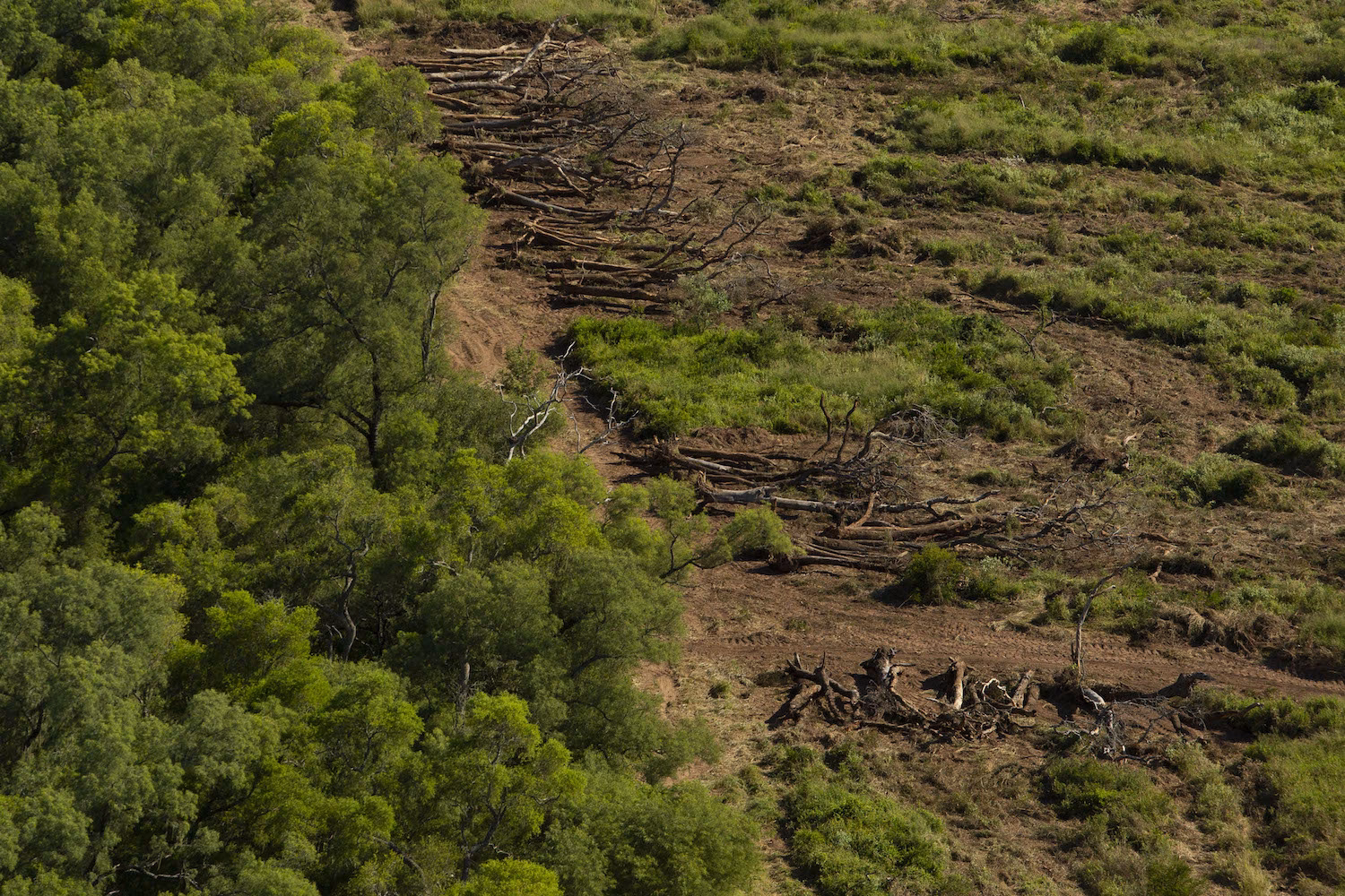 ¿Cuántas hectáreas de bosque se han perdido en Argentina?